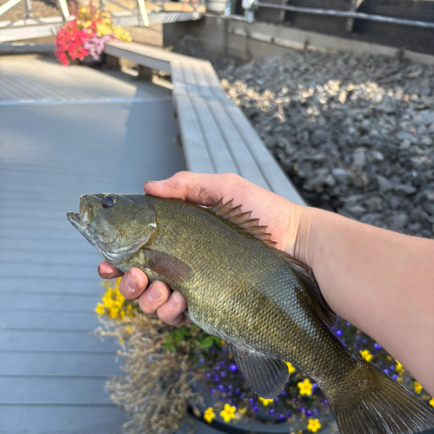 Smallmouth bass caught on Fishbrain