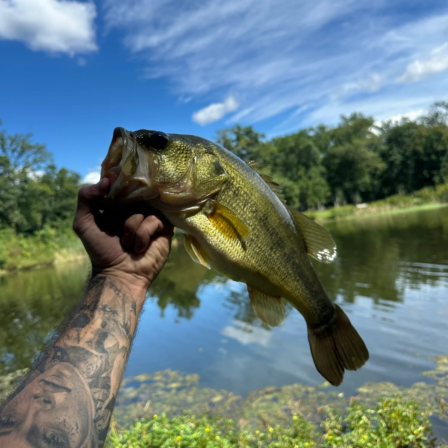 Largemouth bass caught on Fishbrain
