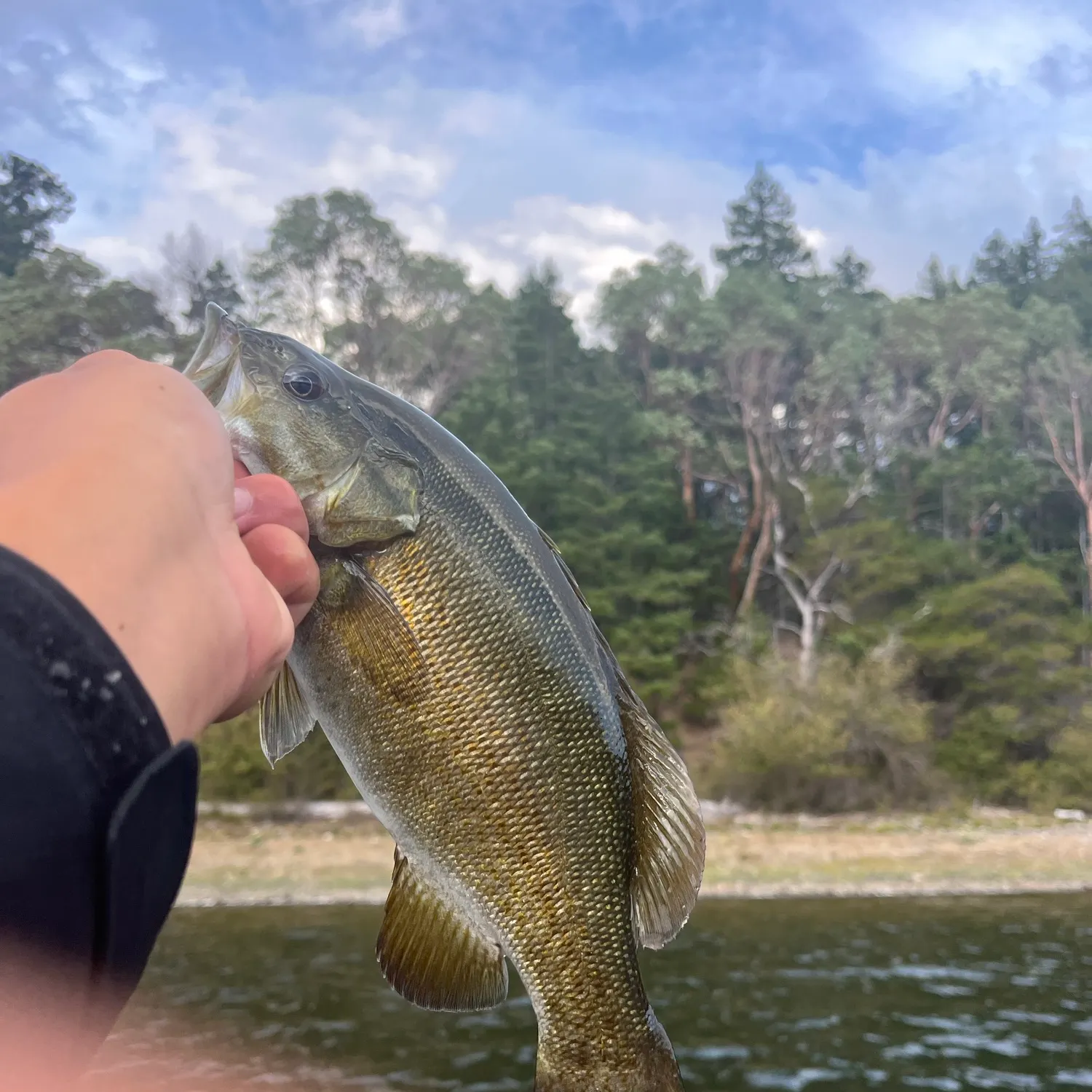 Smallmouth bass caught on Fishbrain