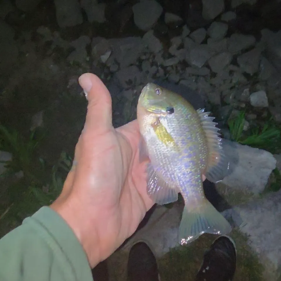 Bluegill caught on Fishbrain