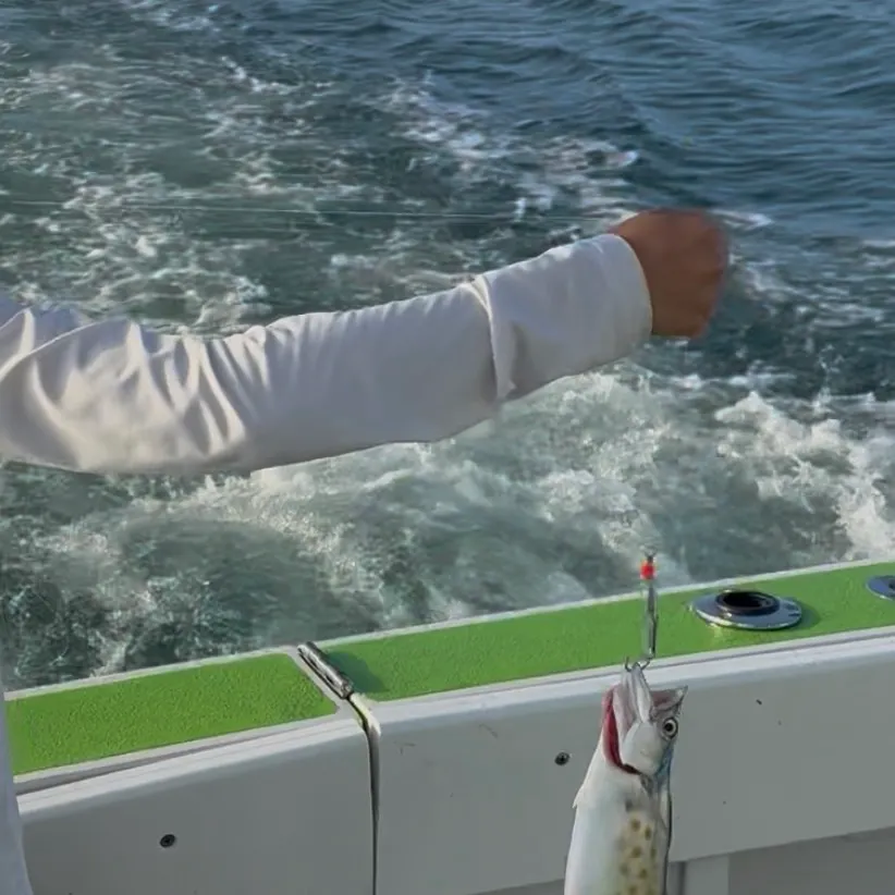 The most recent Spanish mackerel catches on Fishbrain