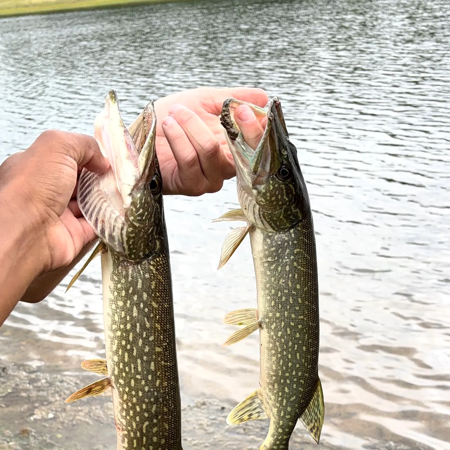Northern pike caught on Fishbrain