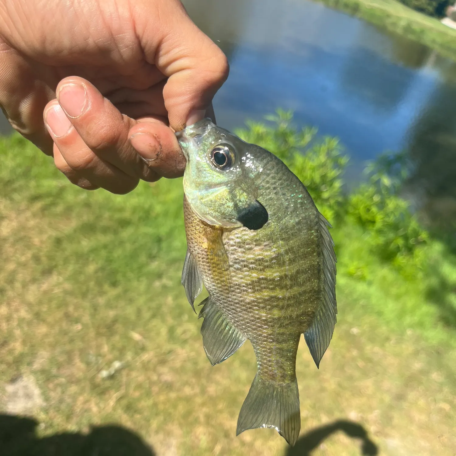 Bluegill caught on Fishbrain