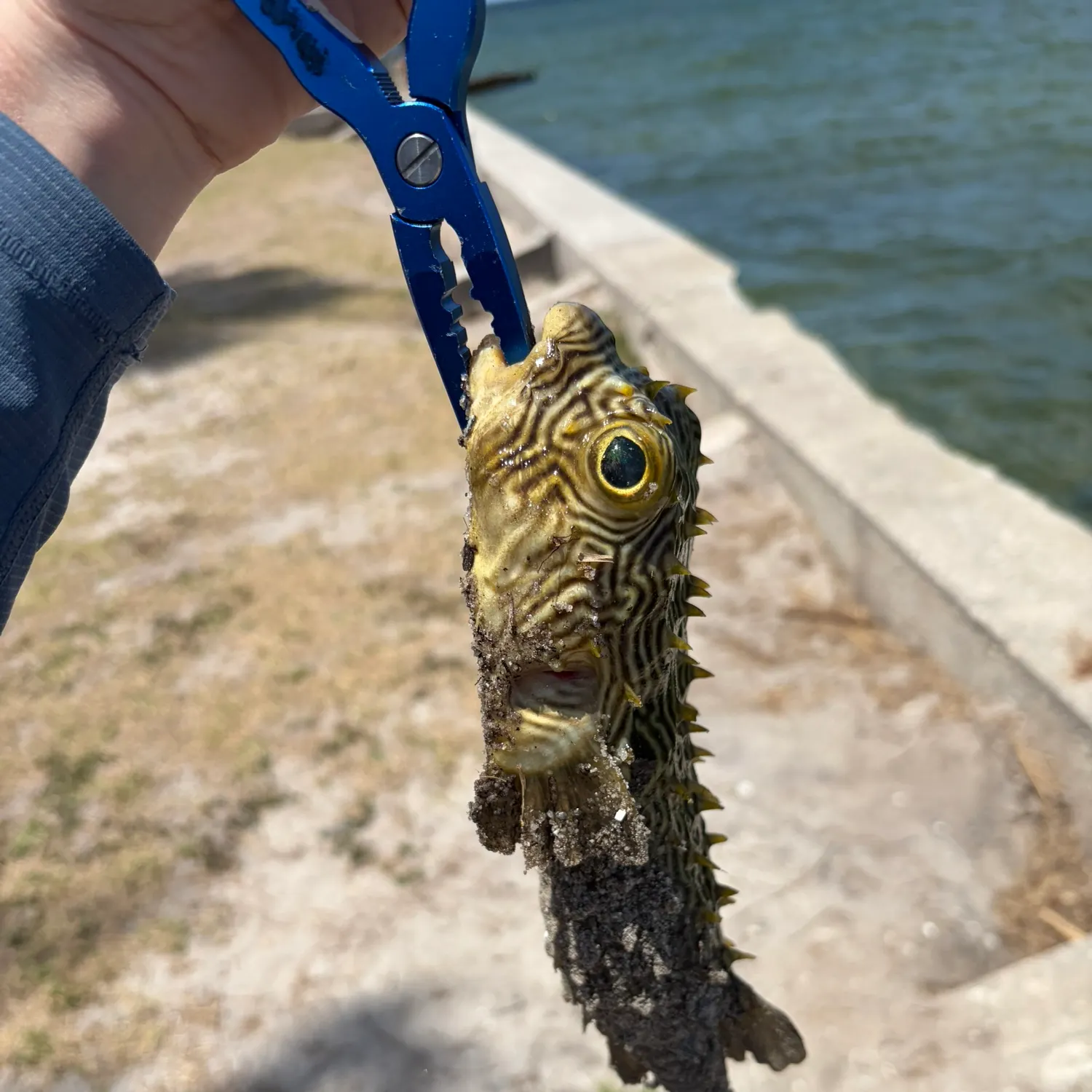 The most recent Striped burrfish catches on Fishbrain