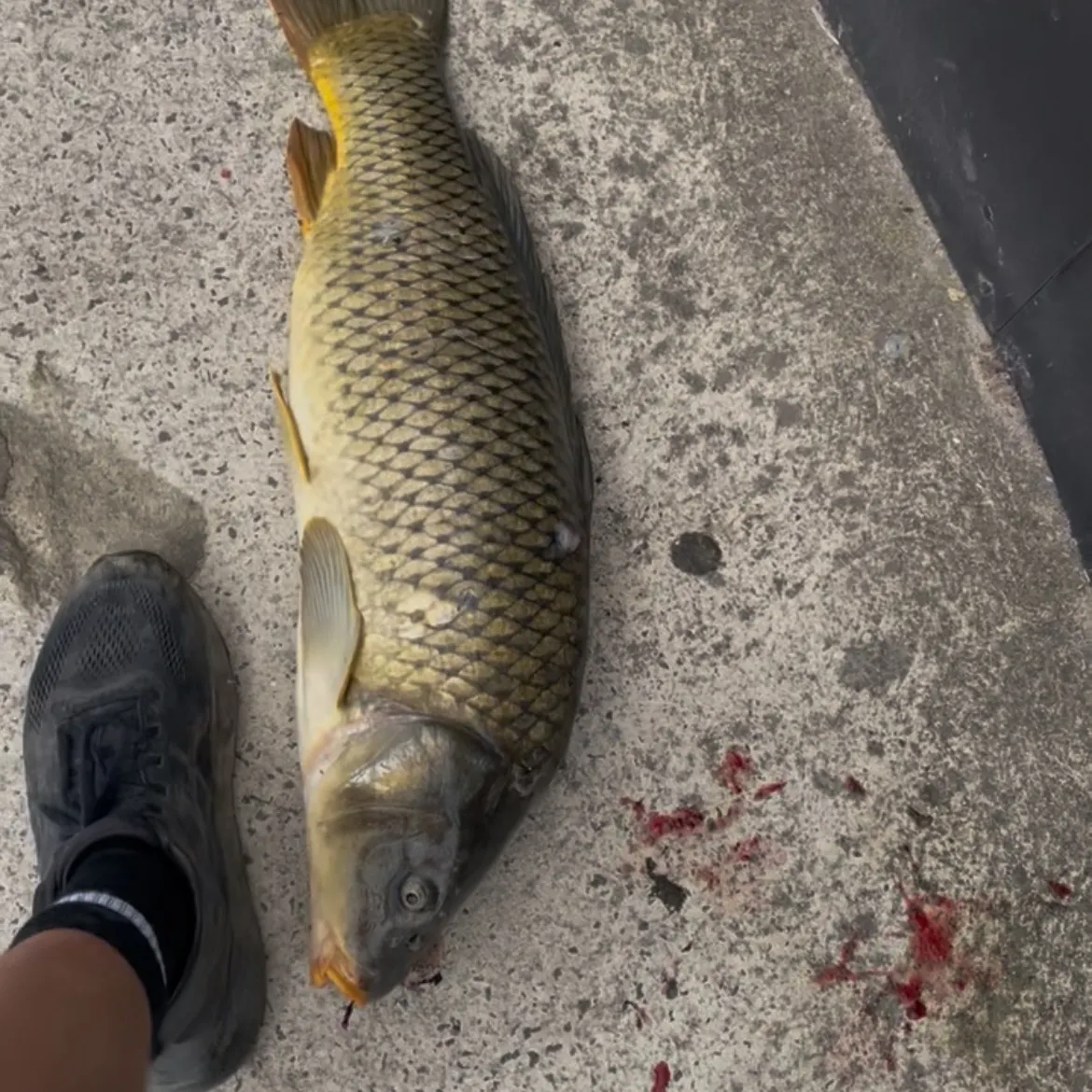The most recent Common carp catches on Fishbrain
