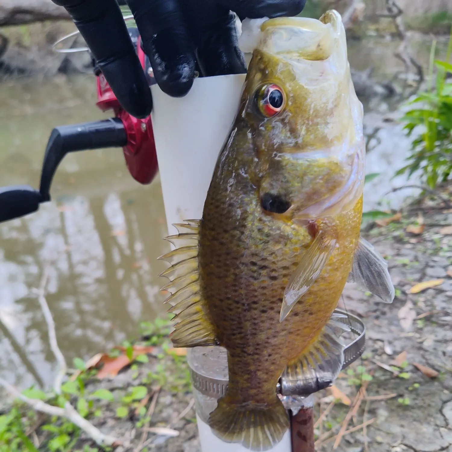 The most recent Warmouth catches on Fishbrain