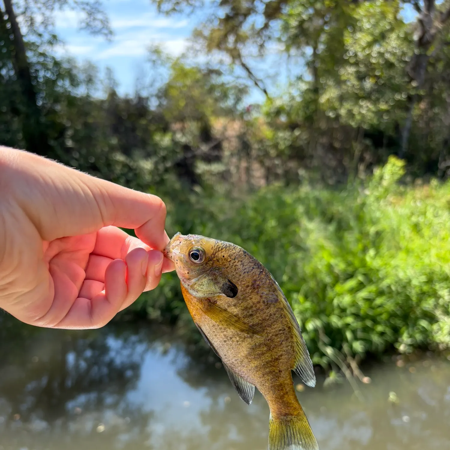 Bluegill caught on Fishbrain