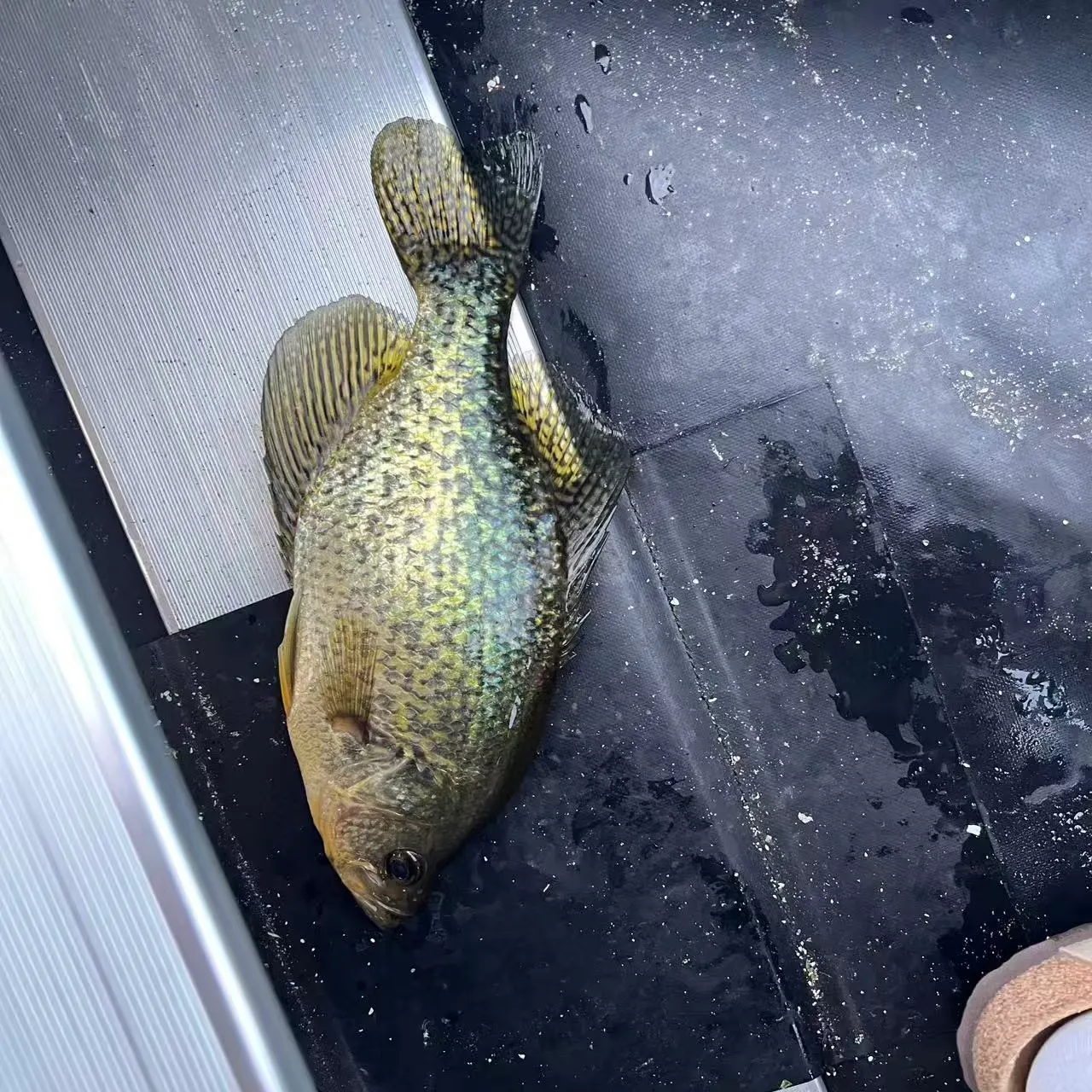 Black crappie caught on Fishbrain