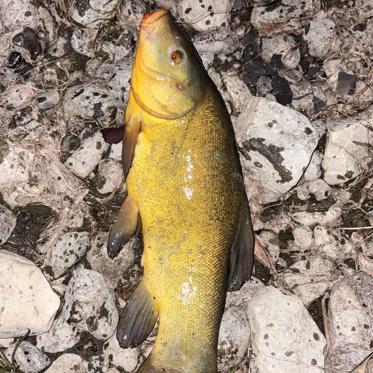 The most recent Tench catches on Fishbrain