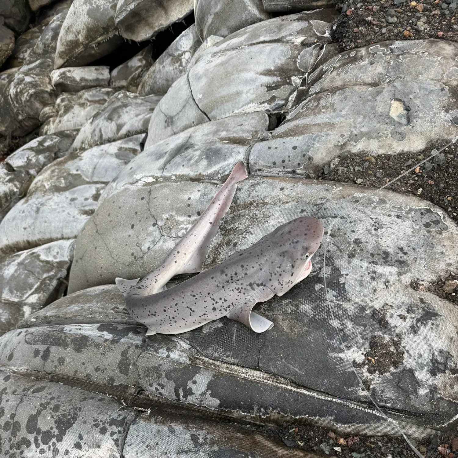 The most recent Broadnose sevengill shark catches on Fishbrain