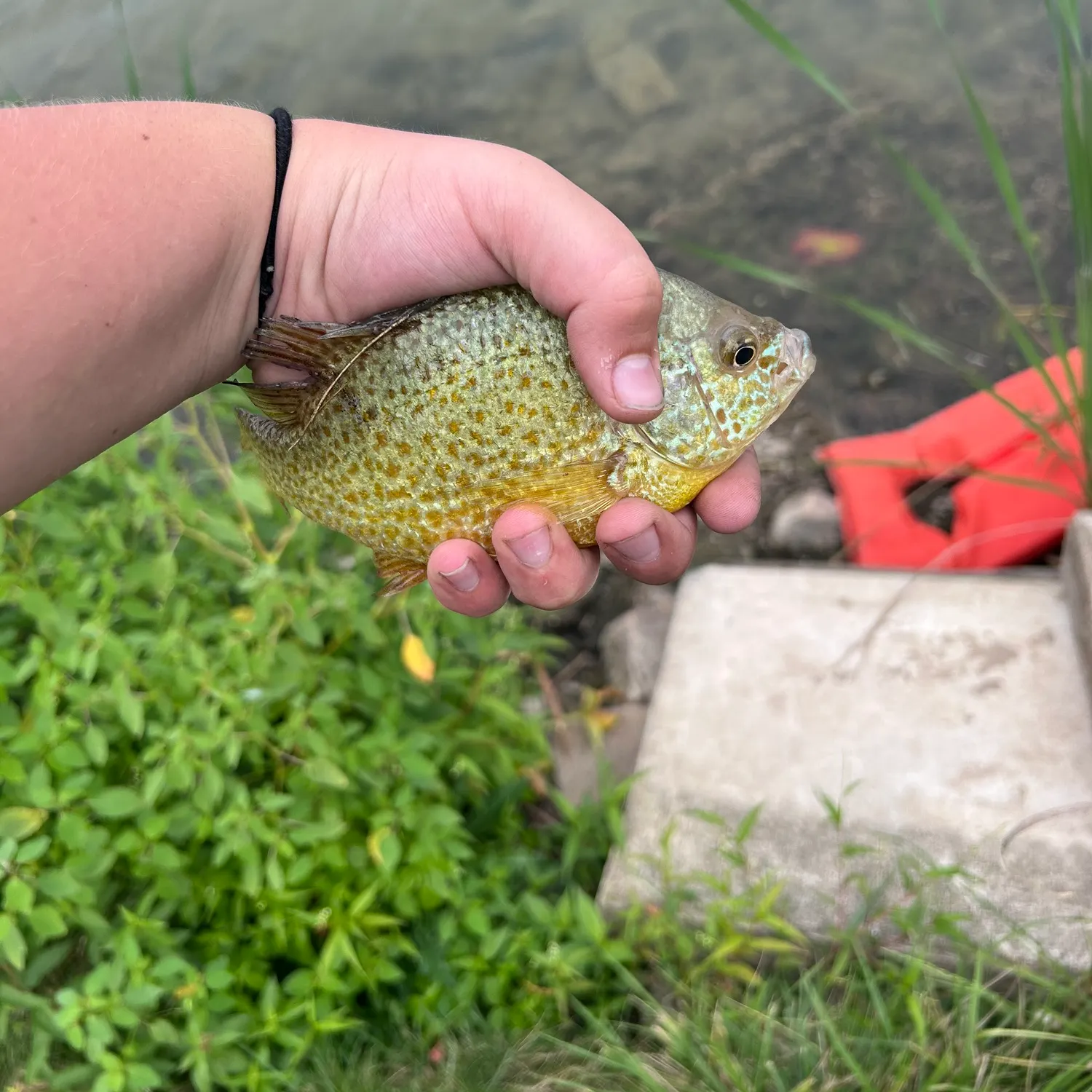 Pumpkinseed caught on Fishbrain
