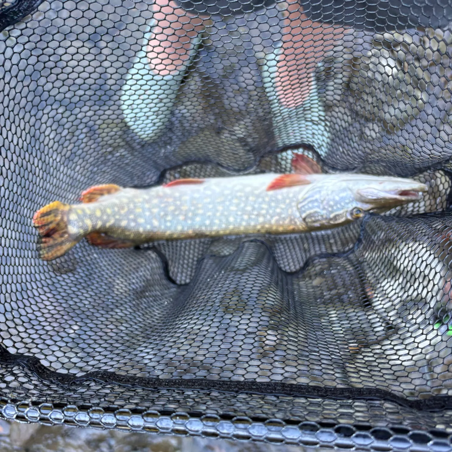Northern pike caught on Fishbrain