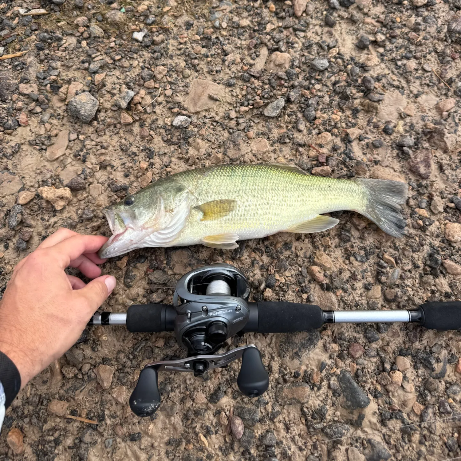 Largemouth bass caught on Fishbrain