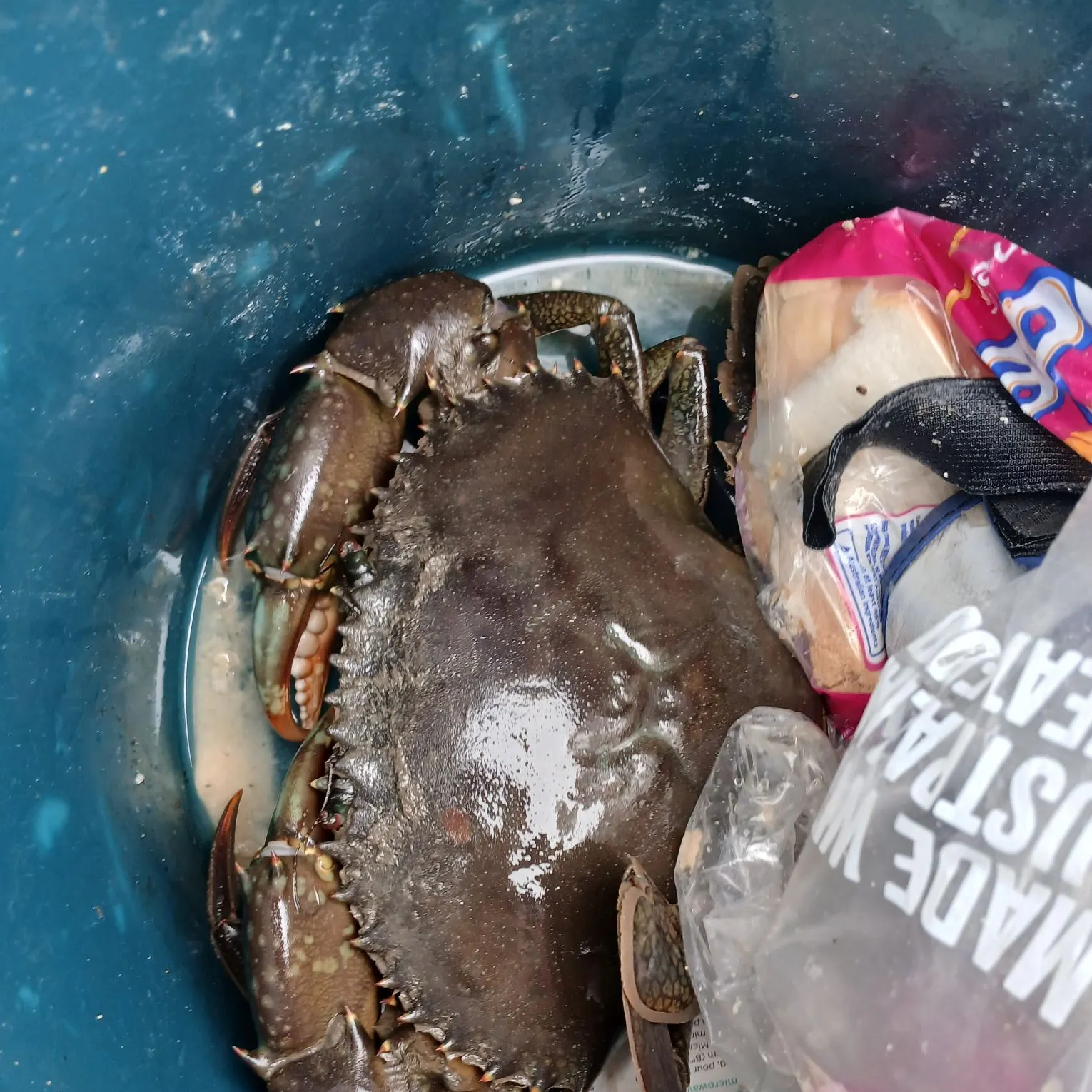 The most recent Giant mud crab catches on Fishbrain