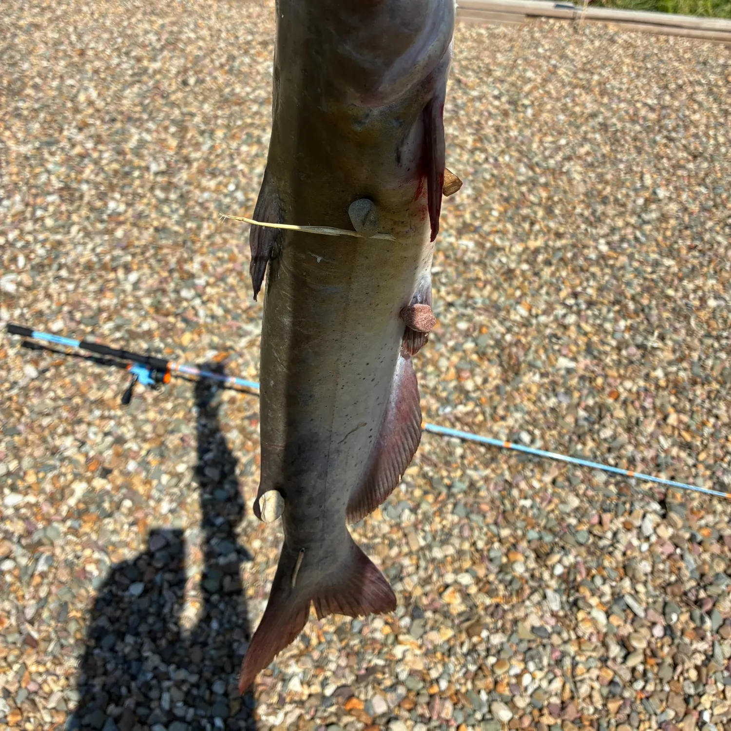 Channel catfish caught on Fishbrain