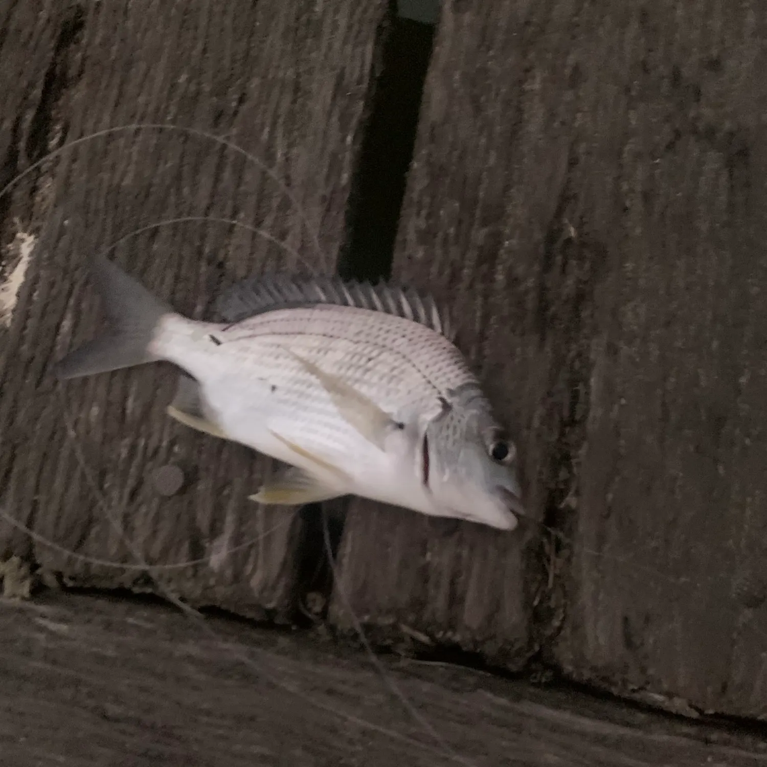 The most recent Surf bream catches on Fishbrain