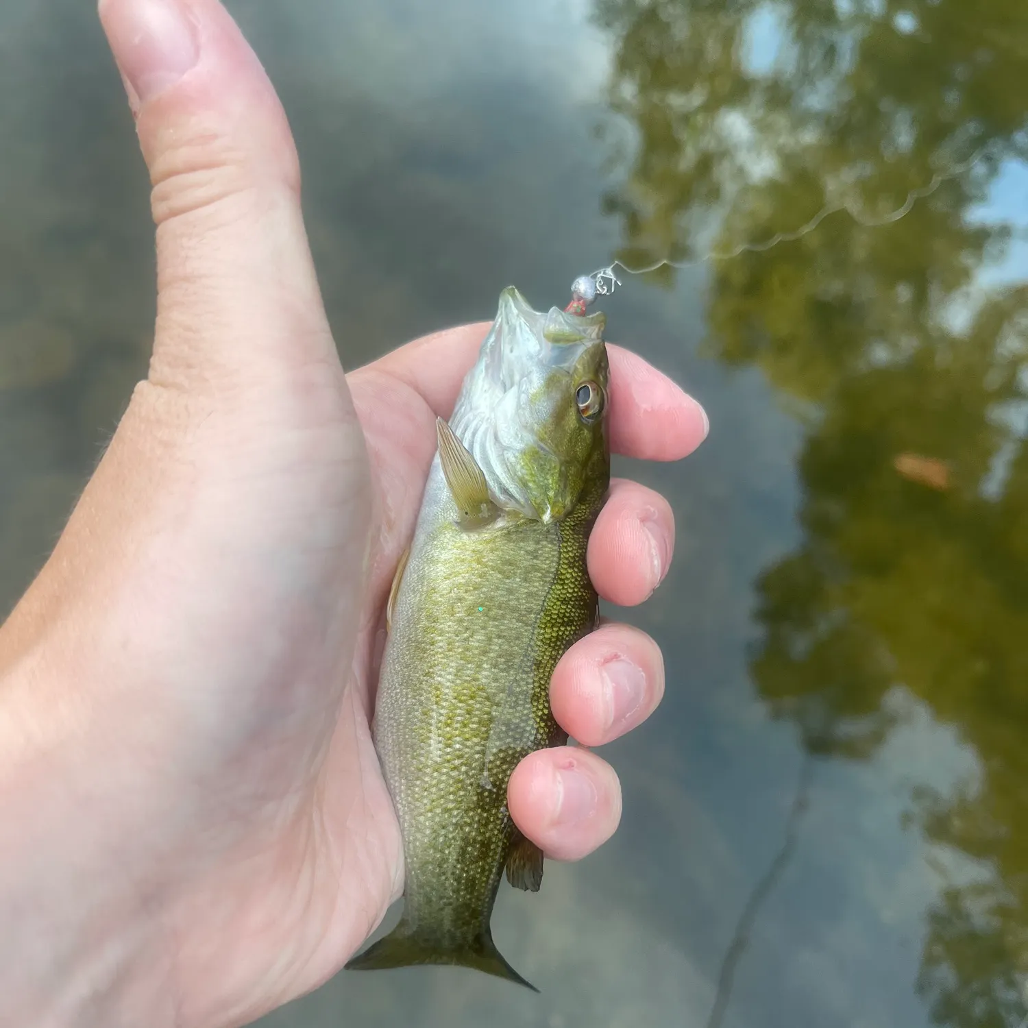 Smallmouth bass caught on Fishbrain