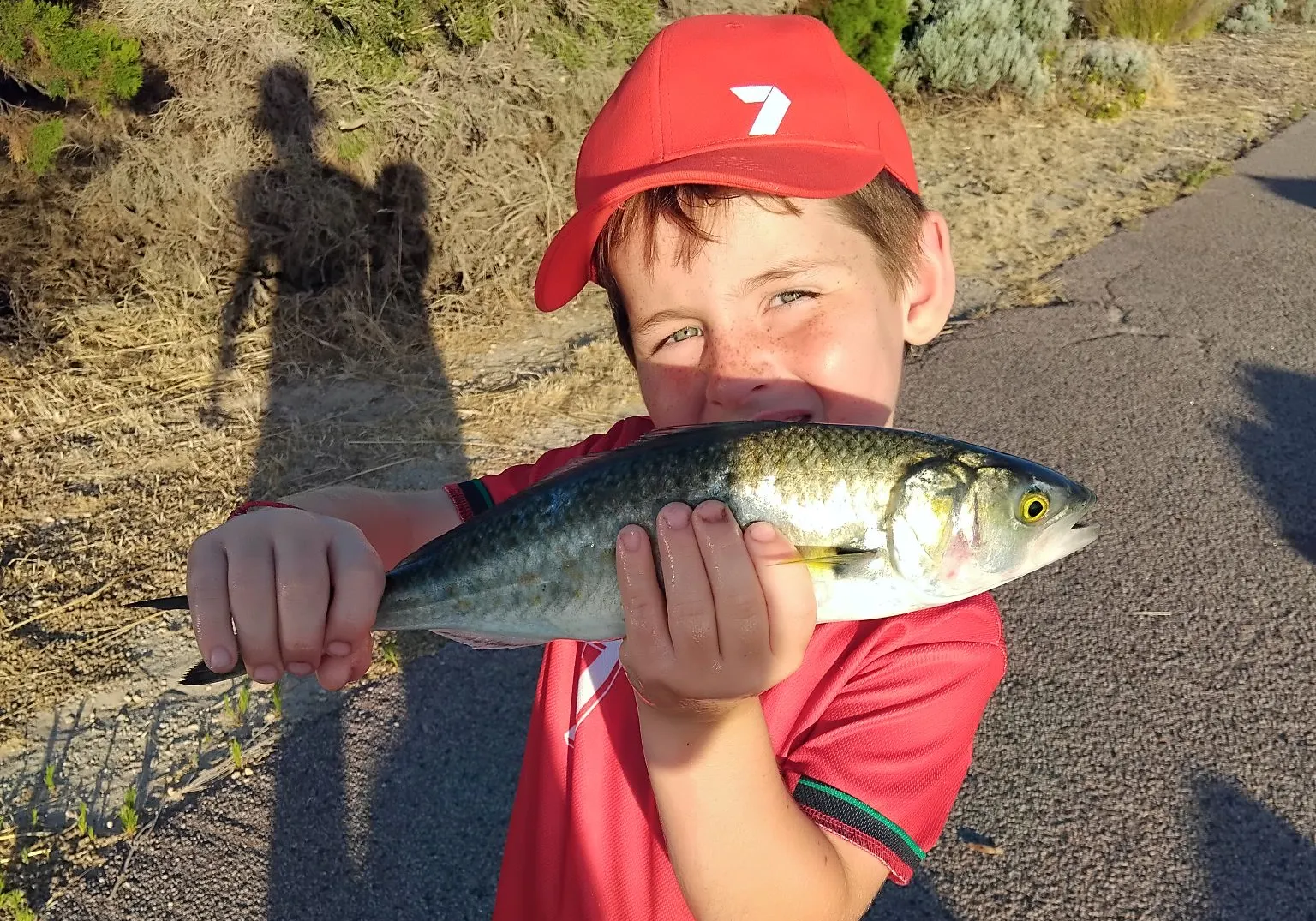 Western Australian salmon