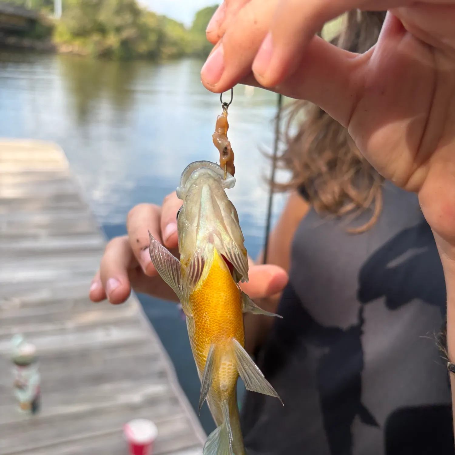 Green sunfish caught on Fishbrain