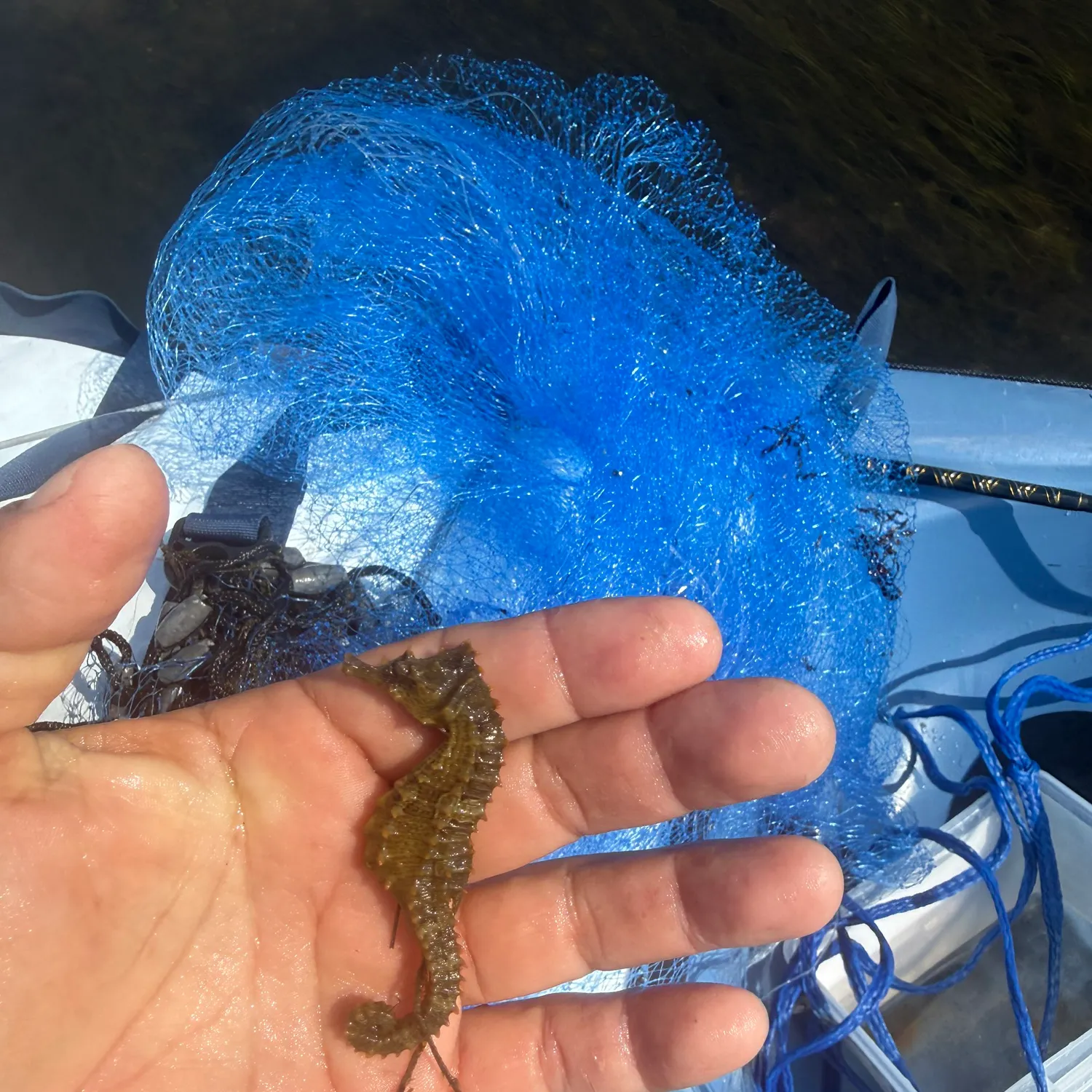 The most recent Lined seahorse catches on Fishbrain