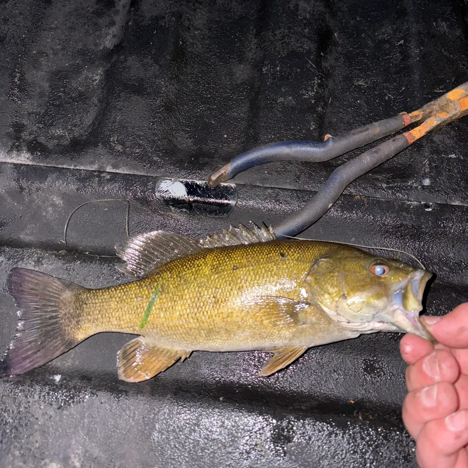 Fish caught on Fishbrain