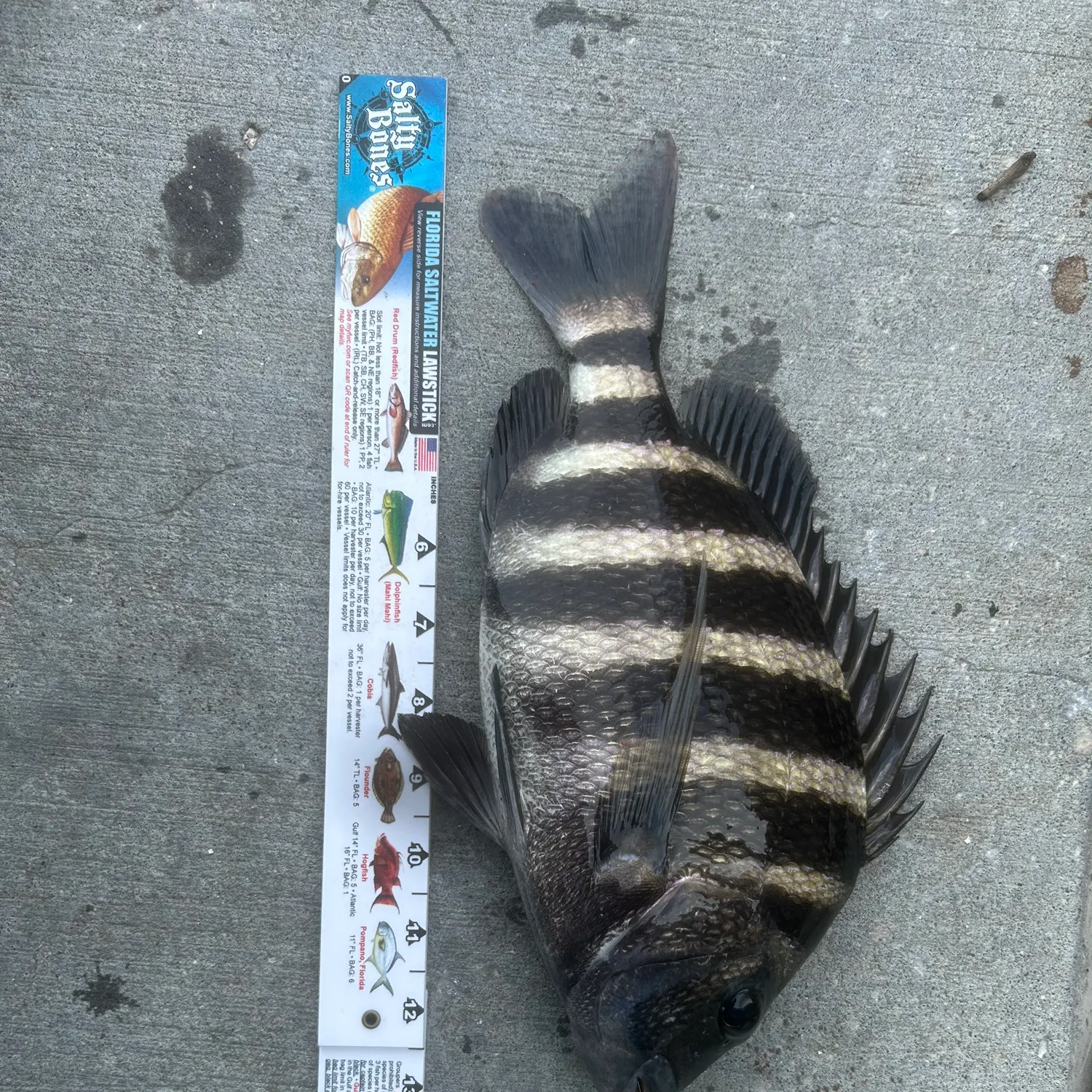 Sheepshead caught on Fishbrain