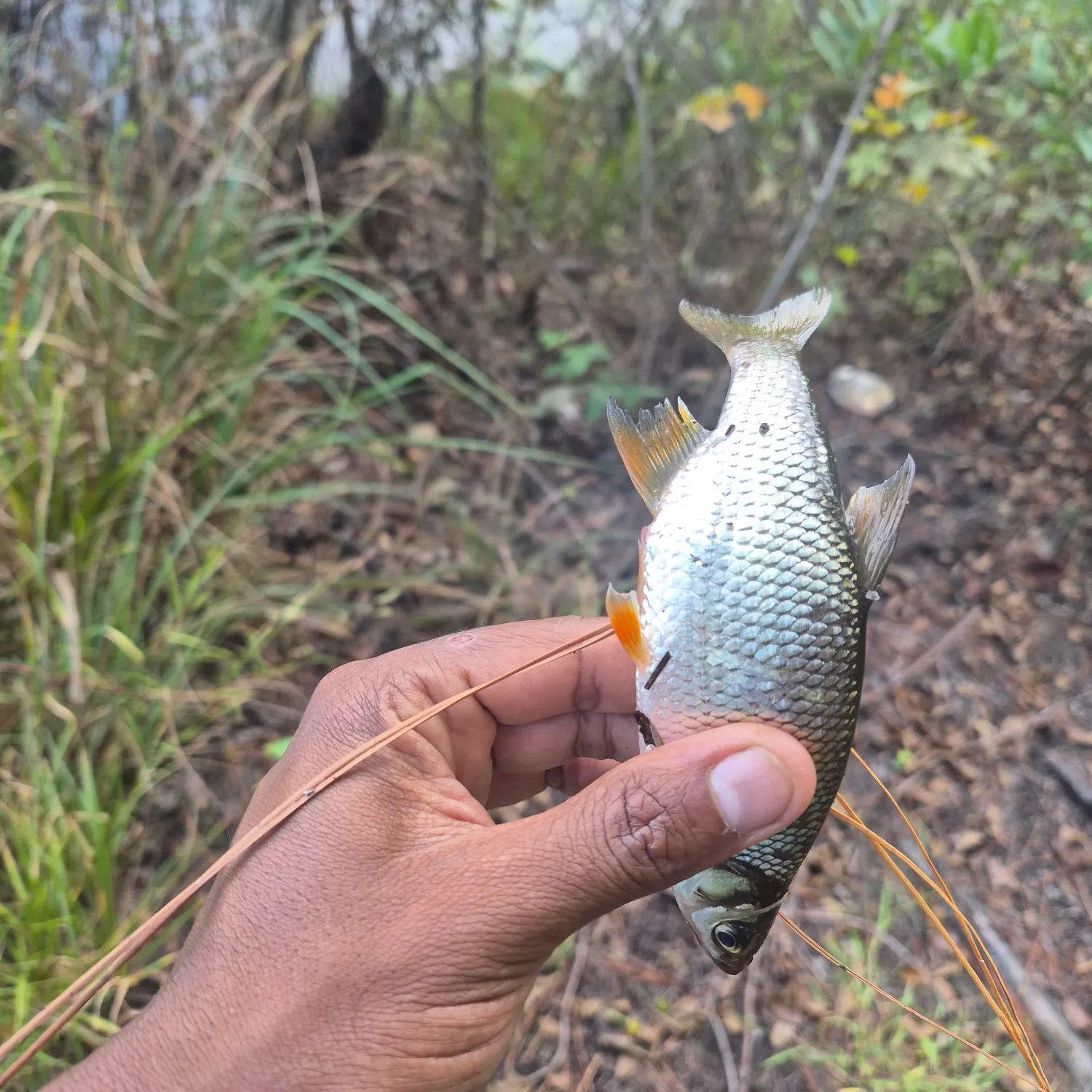 Golden shiner caught on Fishbrain