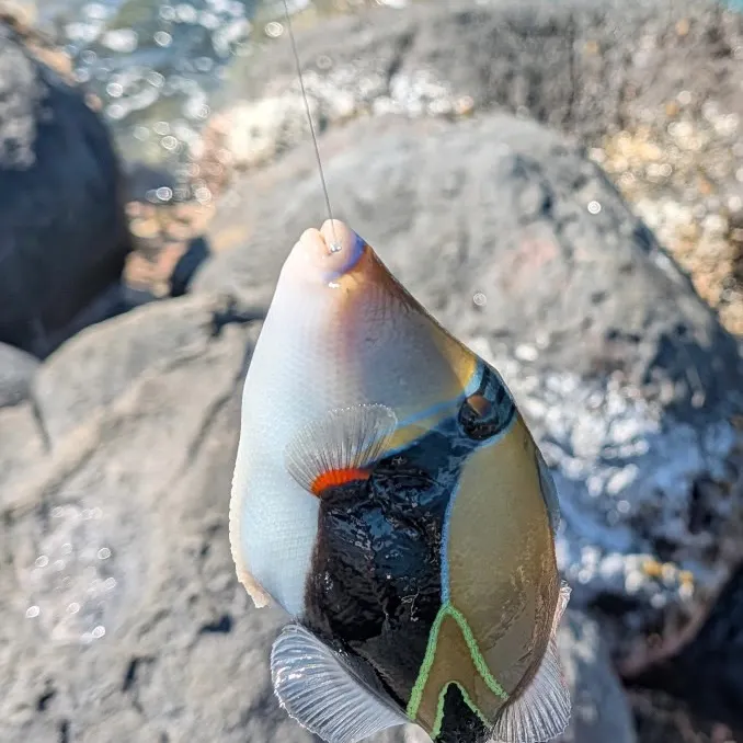 The most recent Wedge-tail triggerfish catches on Fishbrain