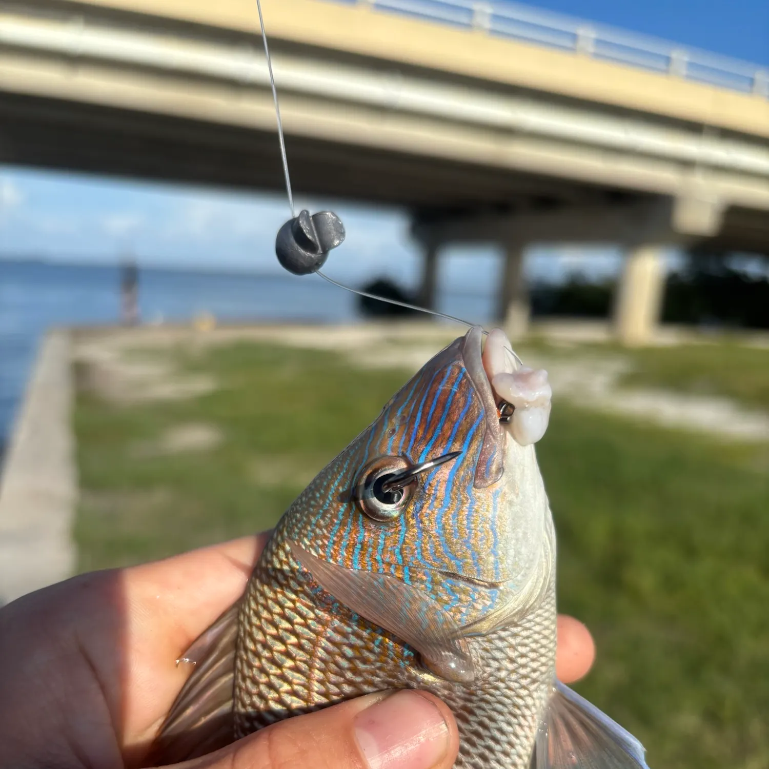 White grunt caught on Fishbrain