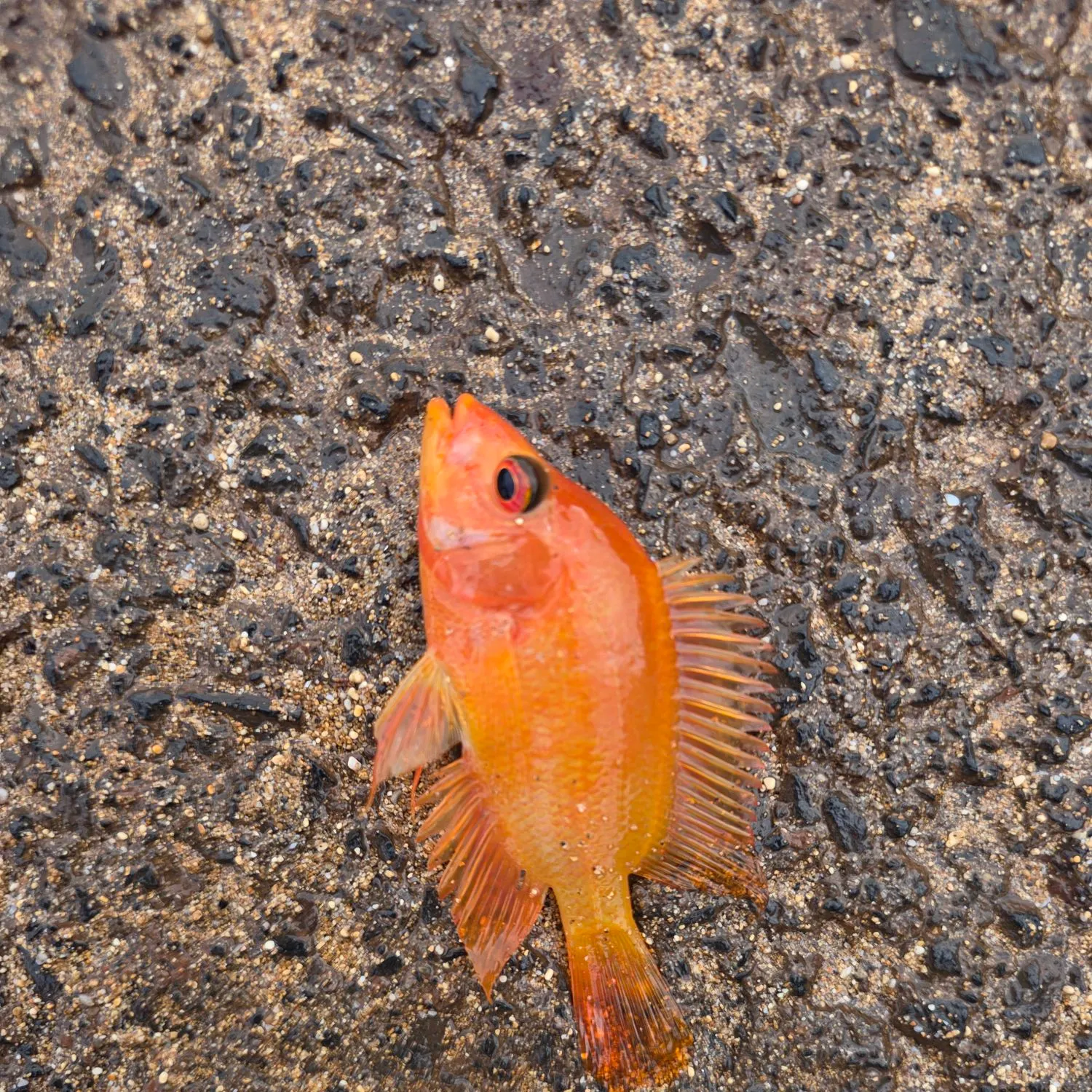 The most recent Red devil cichlid catches on Fishbrain