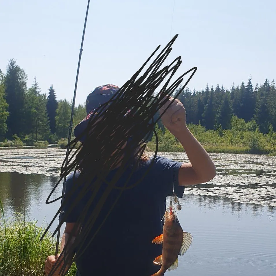 European perch caught on Fishbrain
