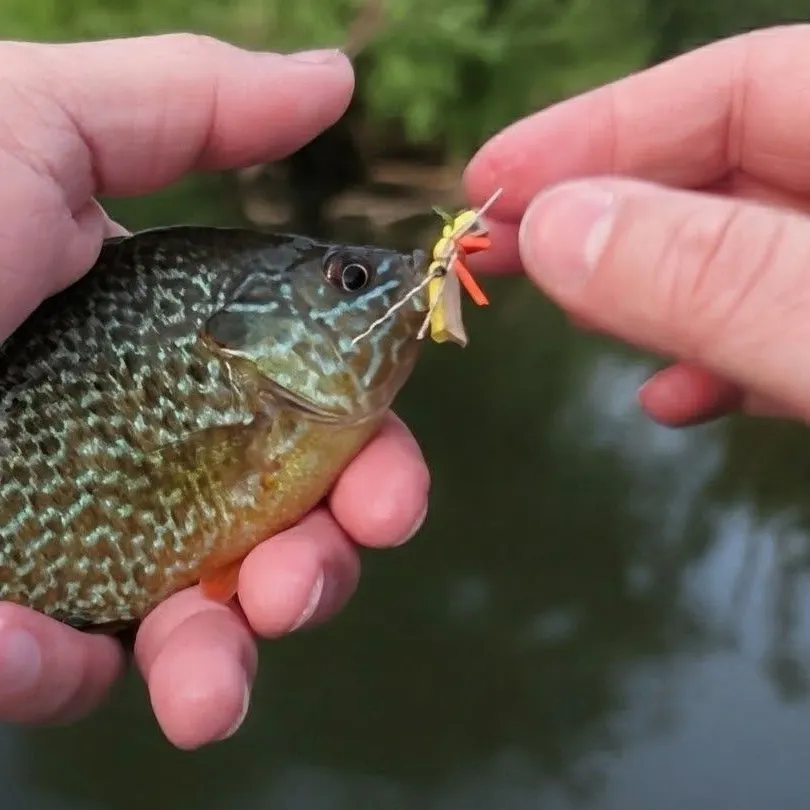 Greengill hybrid caught on Fishbrain