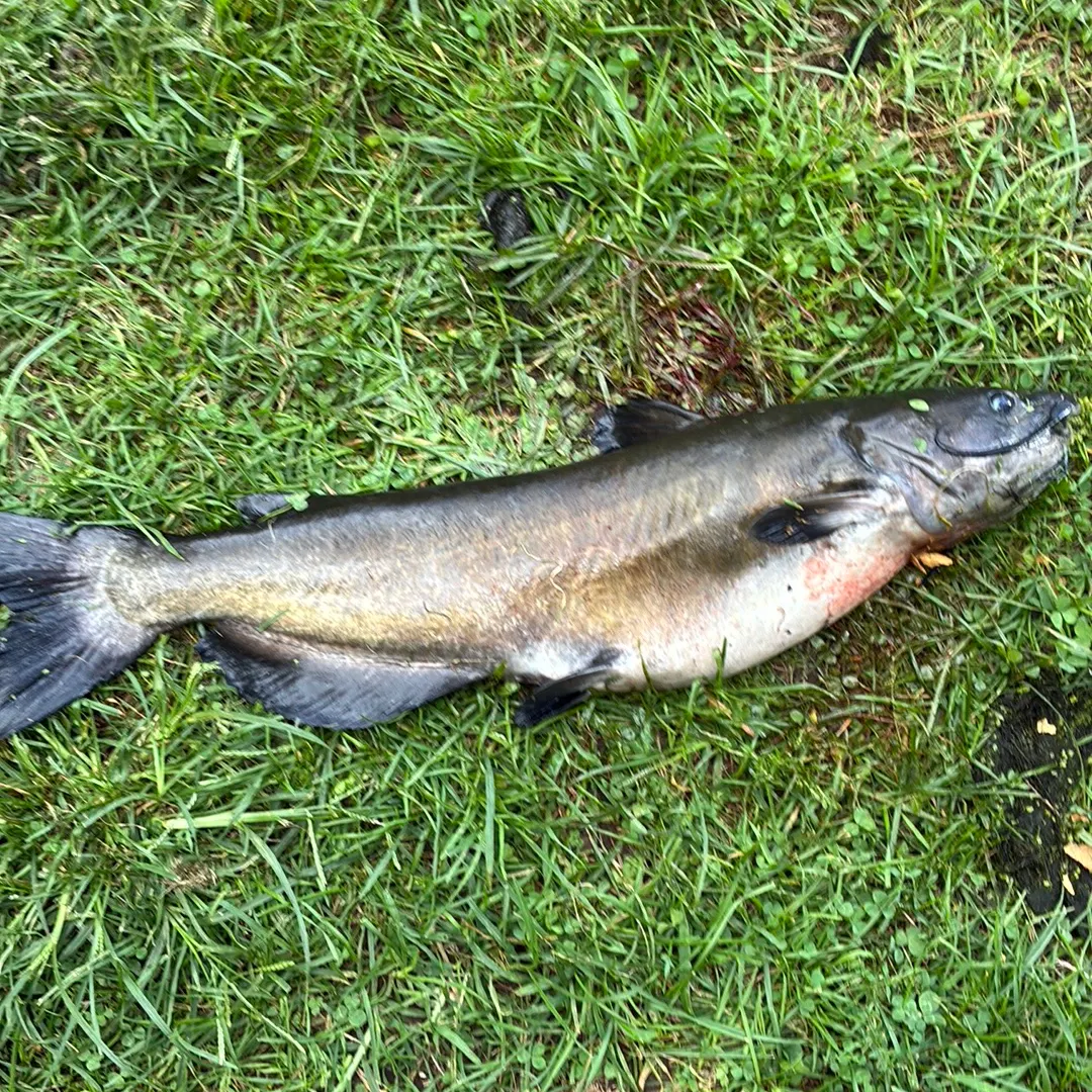 Channel catfish caught on Fishbrain