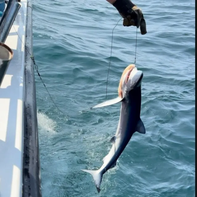 Blue shark caught on Fishbrain