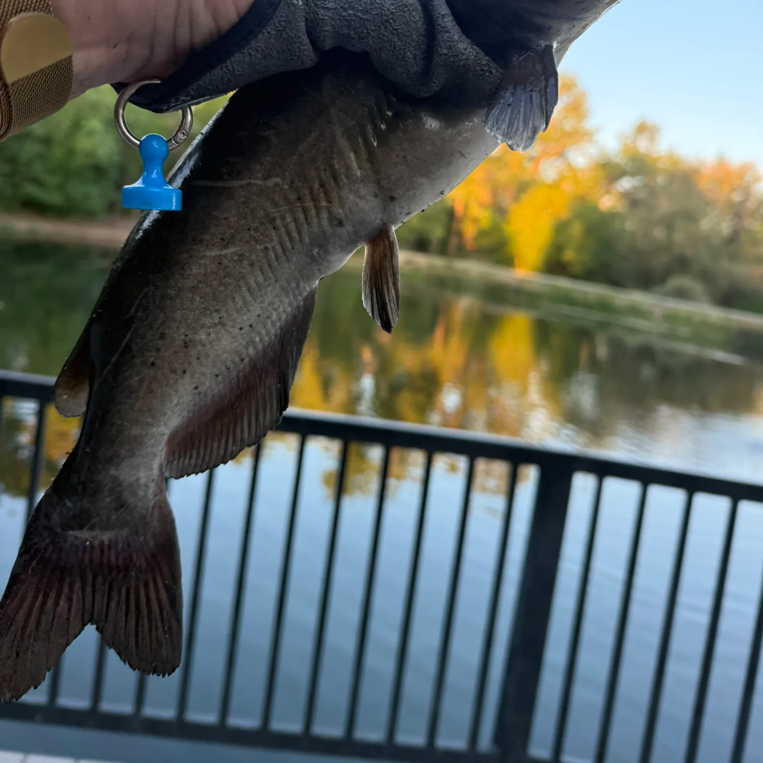 Channel catfish caught on Fishbrain