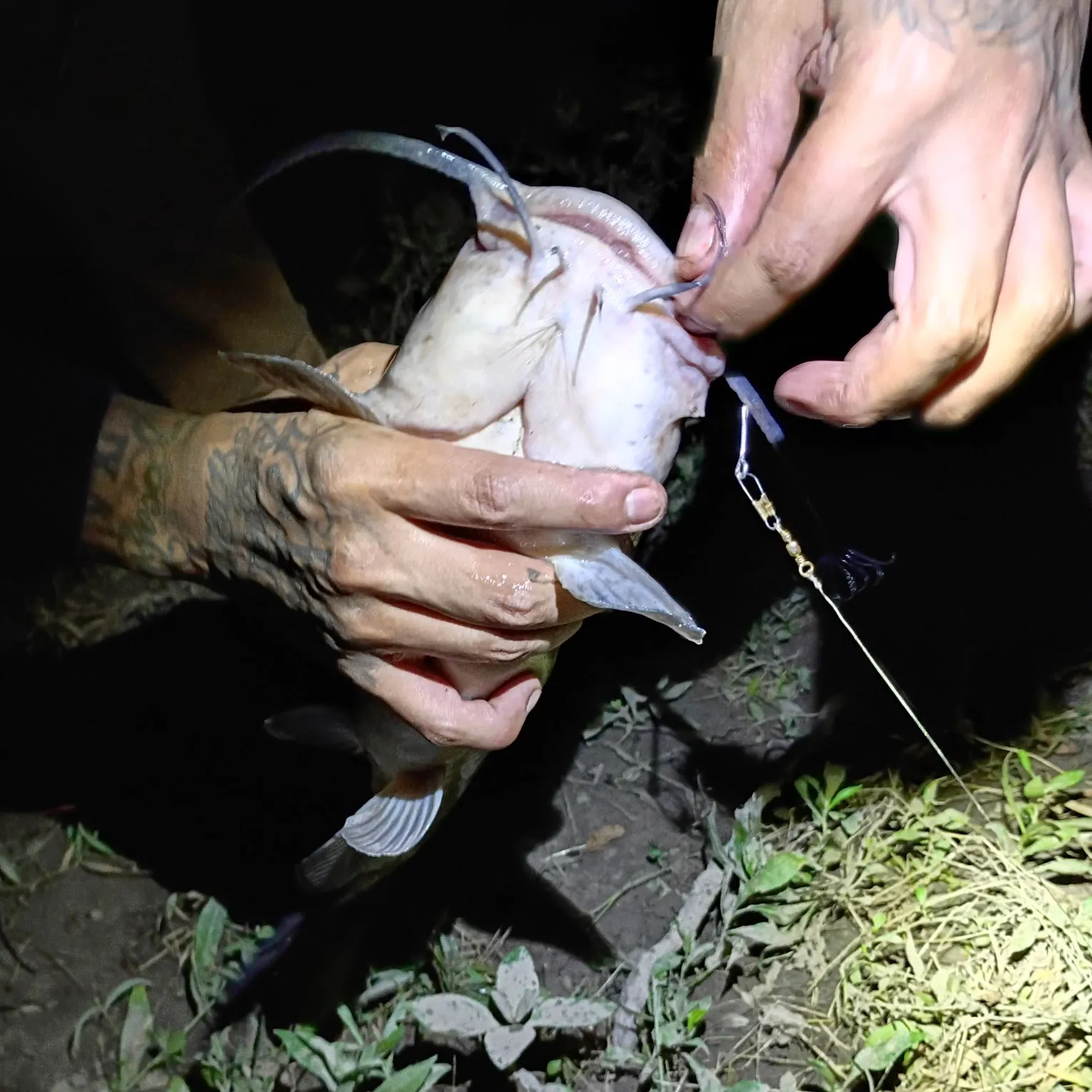 Channel catfish caught on Fishbrain