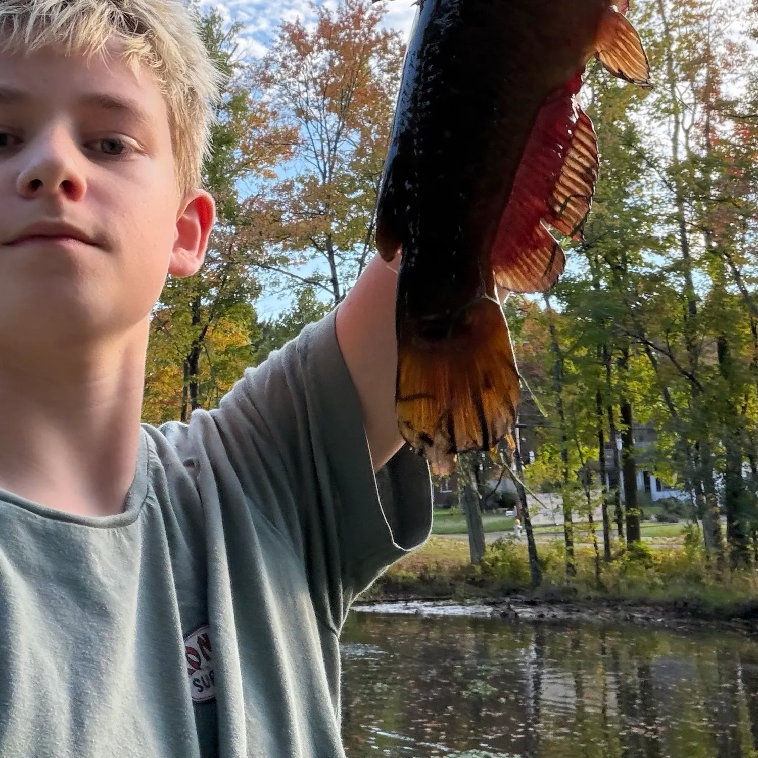 Black bullhead caught on Fishbrain