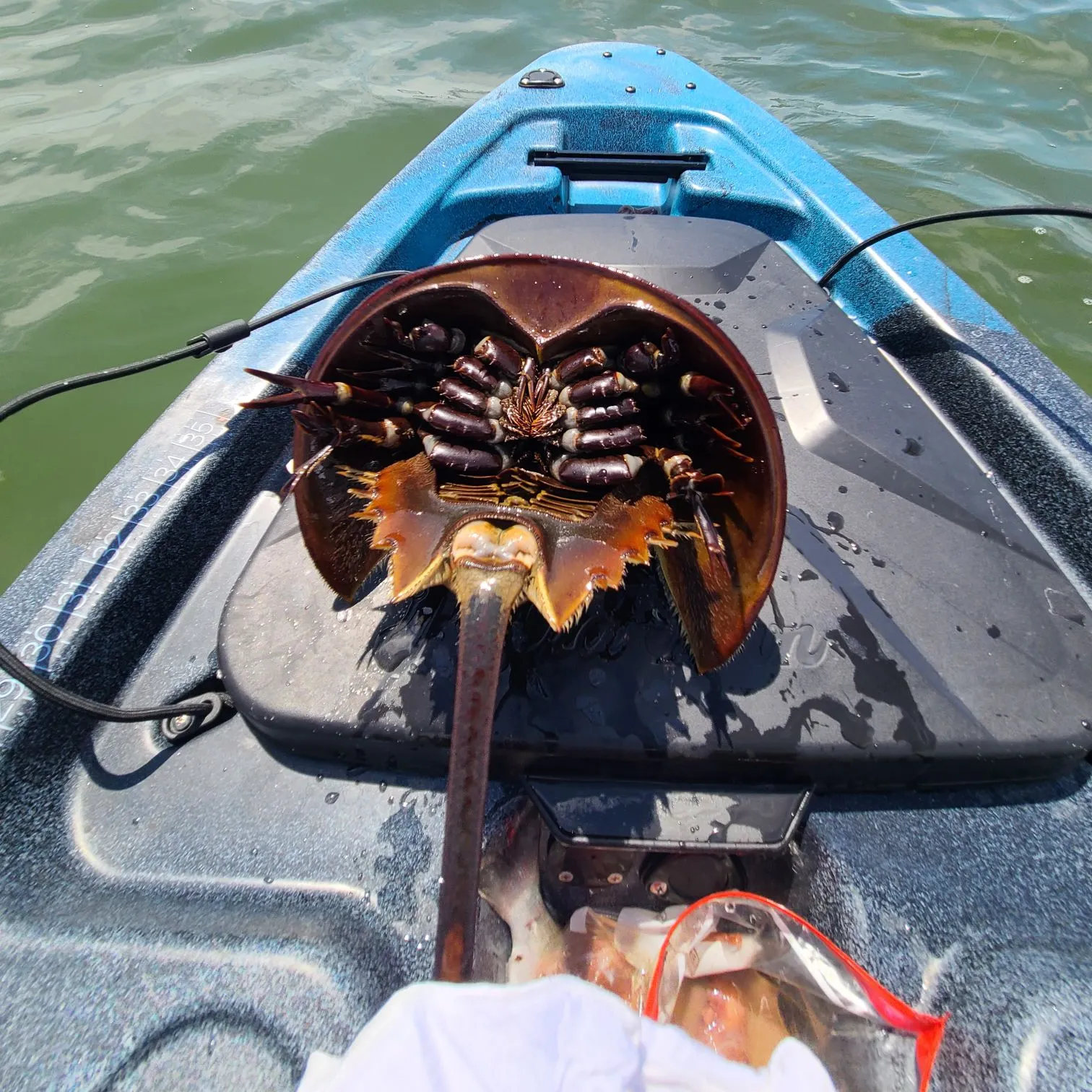 The most recent Atlantic horseshoe crab catches on Fishbrain