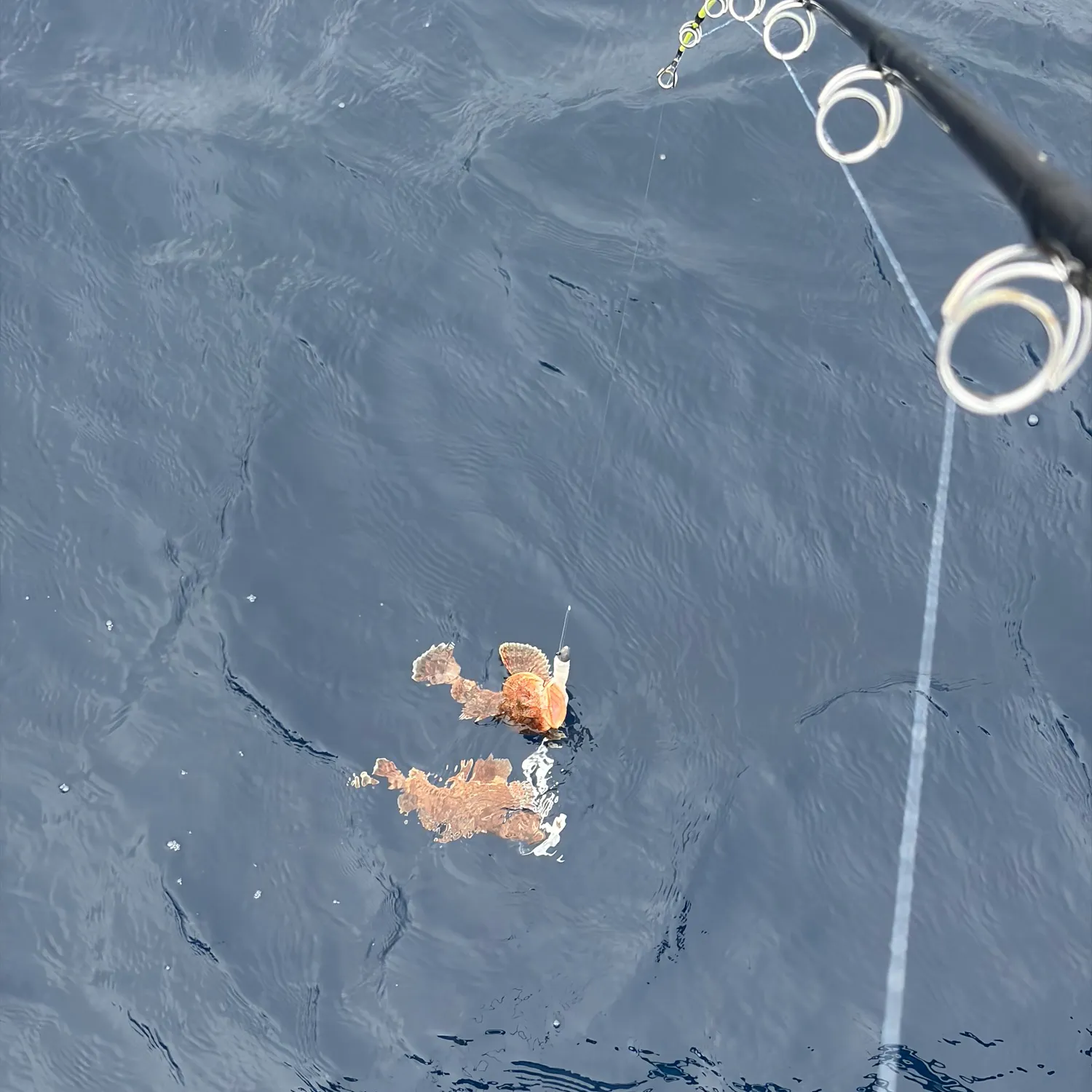 The most recent California scorpionfish catches on Fishbrain