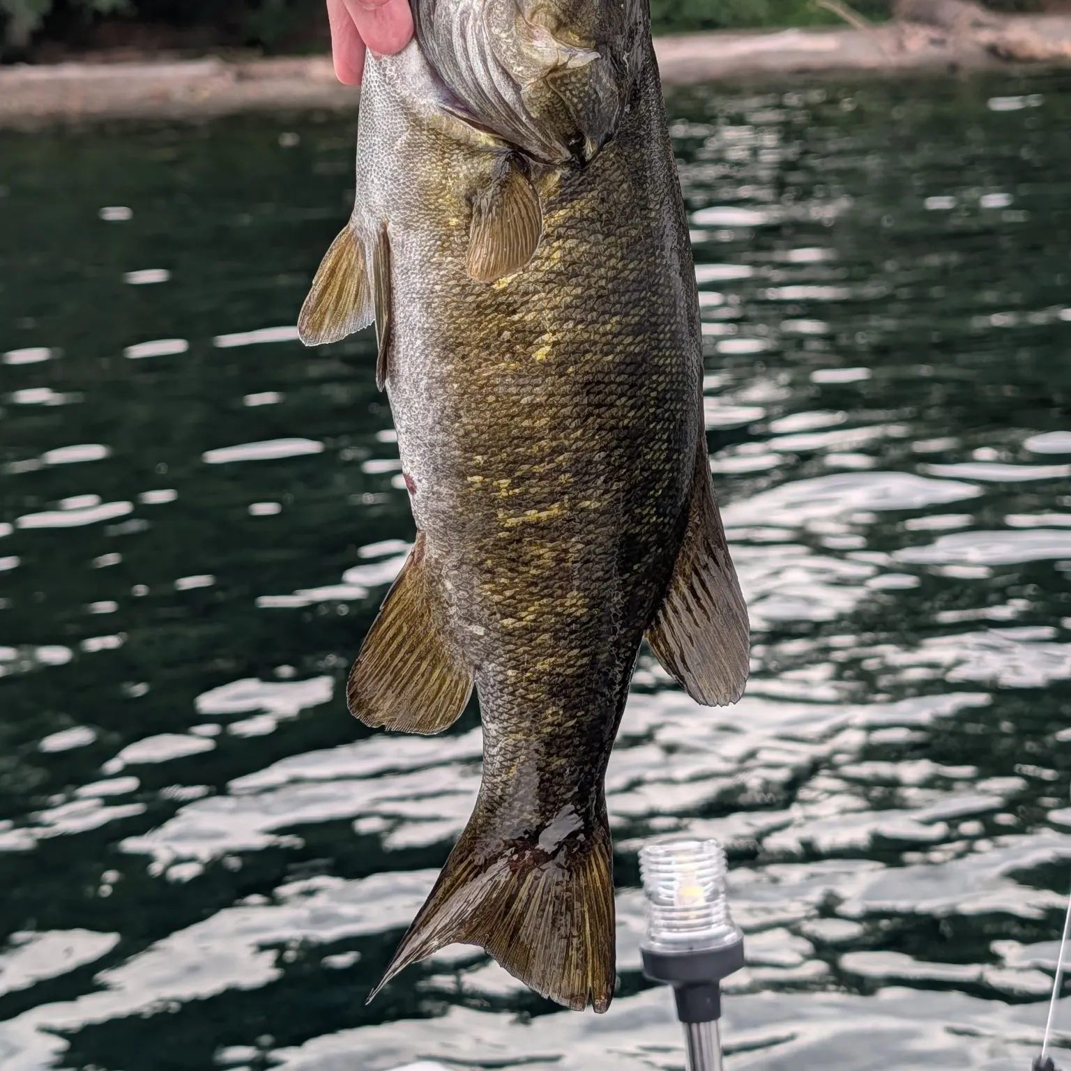 Smallmouth bass caught on Fishbrain
