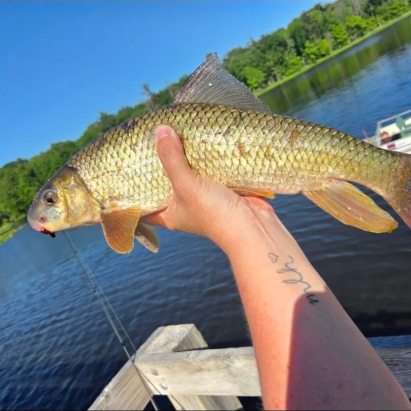 The most recent Smallmouth redhorse catches on Fishbrain