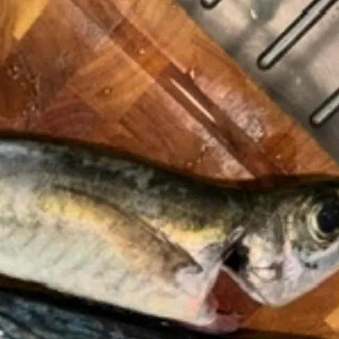 The most recent Pacific jack mackerel catches on Fishbrain