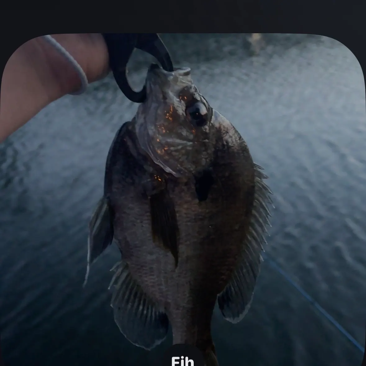 Bluegill caught on Fishbrain