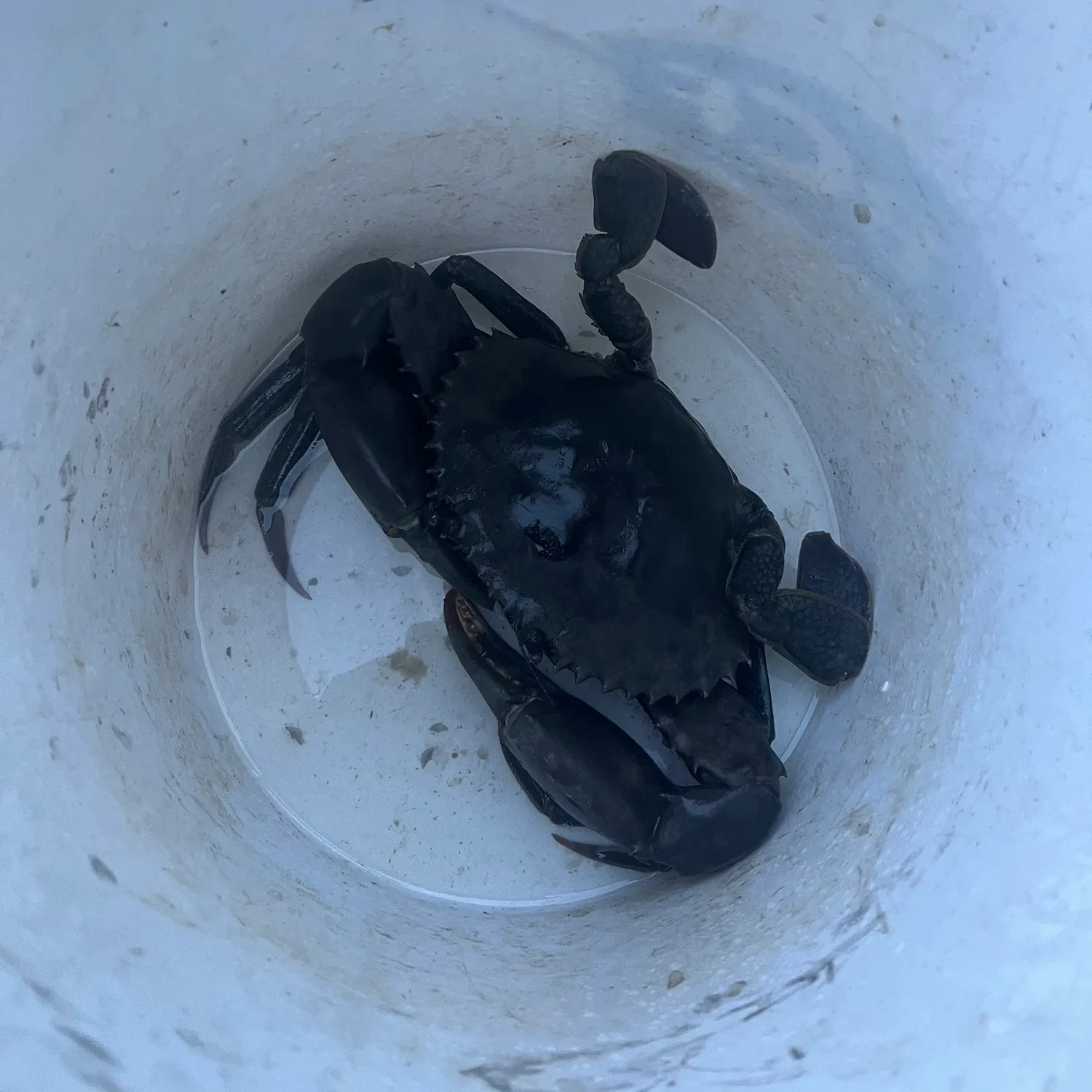 The most recent Giant mud crab catches on Fishbrain