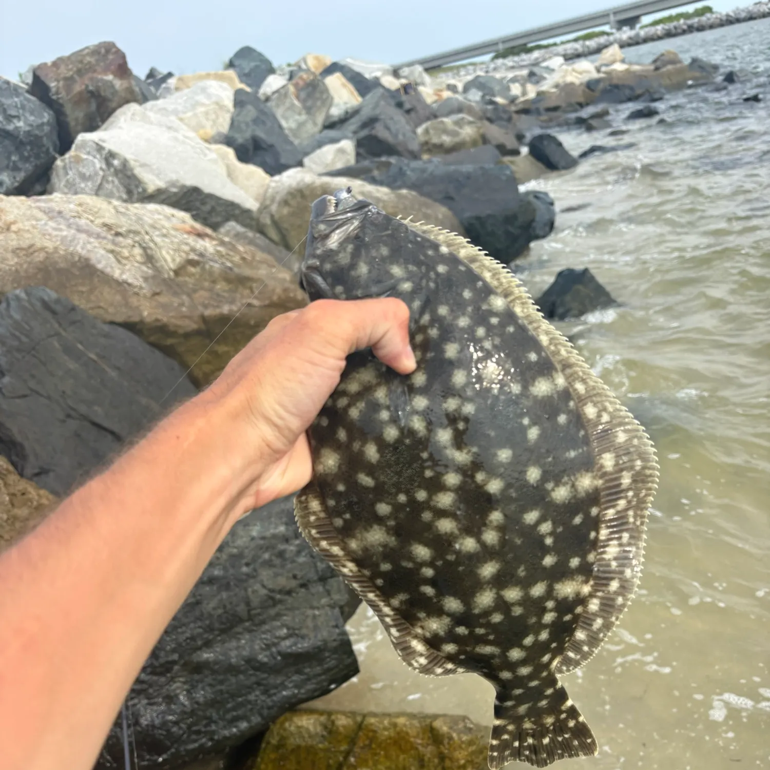 The most recent Summer flounder catches on Fishbrain