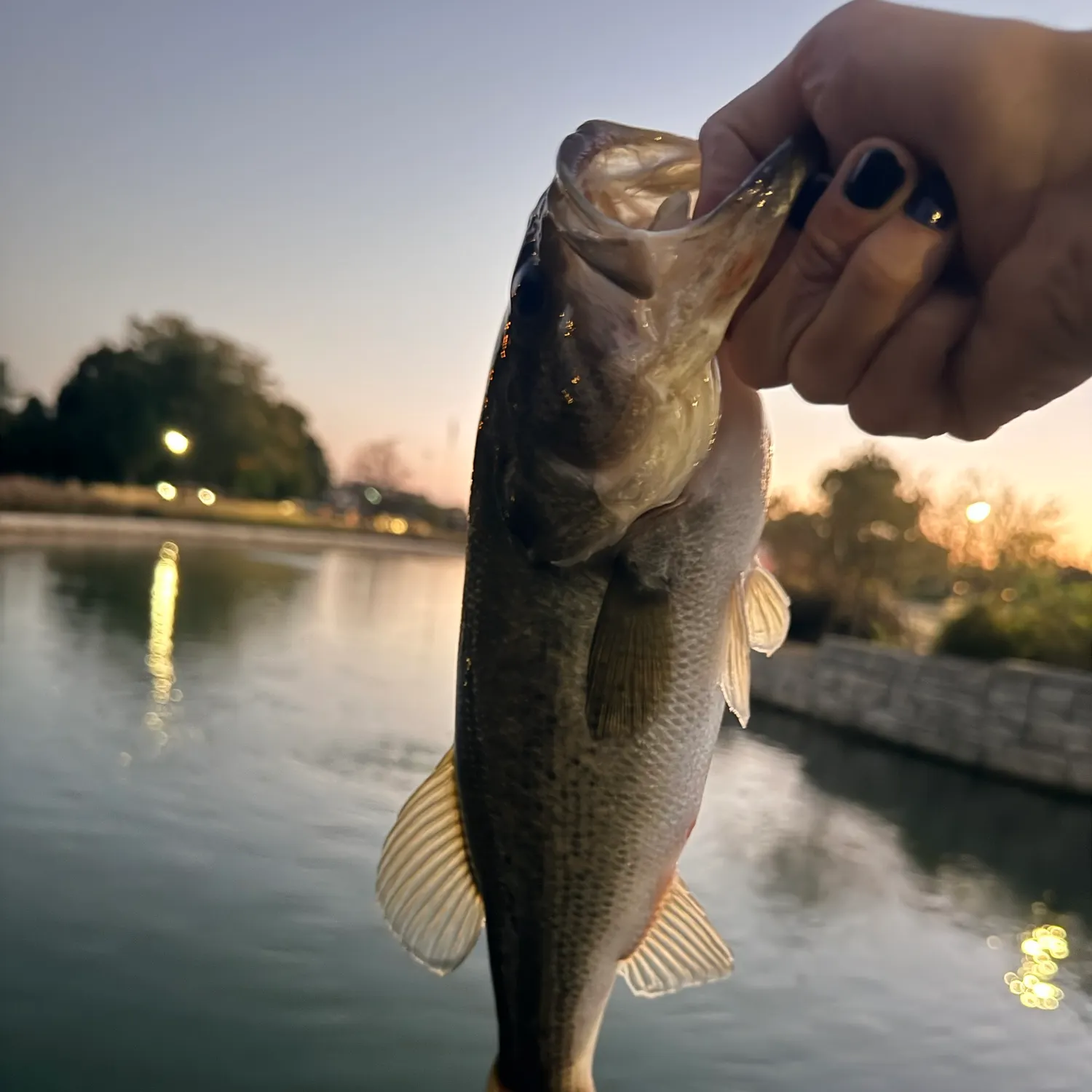 Largemouth bass caught on Fishbrain