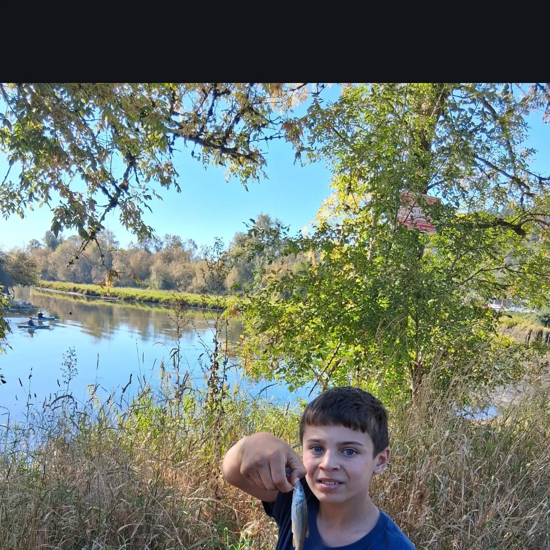 The most recent Peamouth catches on Fishbrain