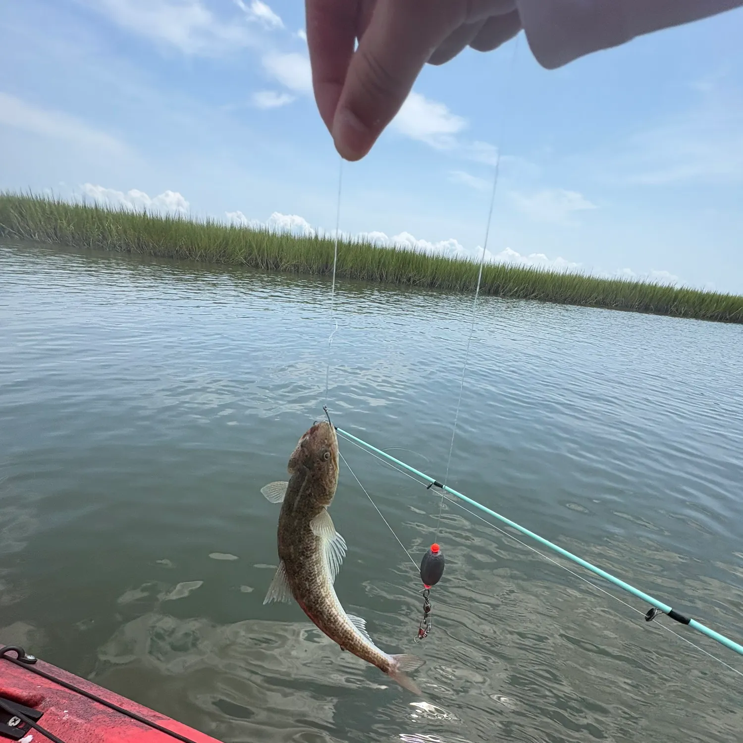 The most recent Inshore lizardfish catches on Fishbrain