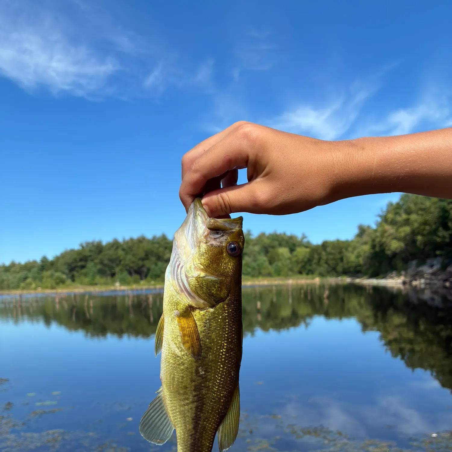 Largemouth bass caught on Fishbrain