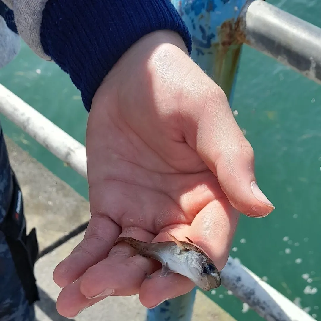 The most recent Pouting catches on Fishbrain
